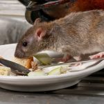 main_rats-control