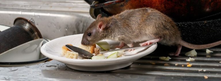 main_rats-control