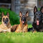 type-of-German-Shepherds