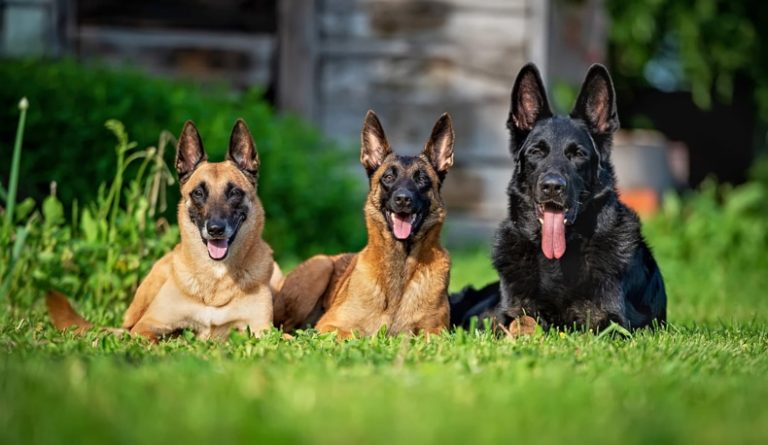 type-of-German-Shepherds