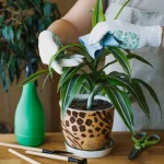 1200-image-banner-stock-spring-houseplant-care-1300822810