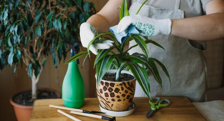 1200-image-banner-stock-spring-houseplant-care-1300822810